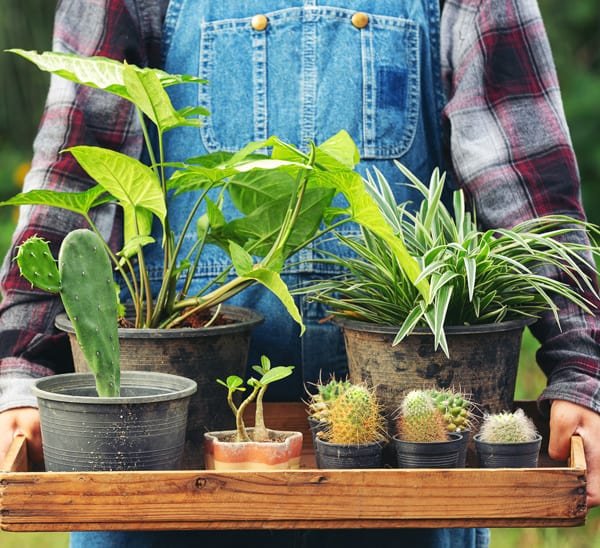 أبشر لتصميم وتنسيق الحدائق في السعودية