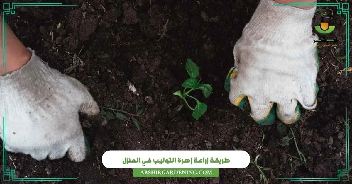 طريقة زراعة زهرة التوليب في المنزل