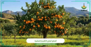 أفضل أنواع الأشجار المثمرة