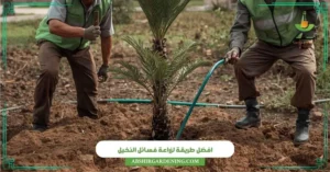 افضل طريقة لزراعة فسائل النخيل