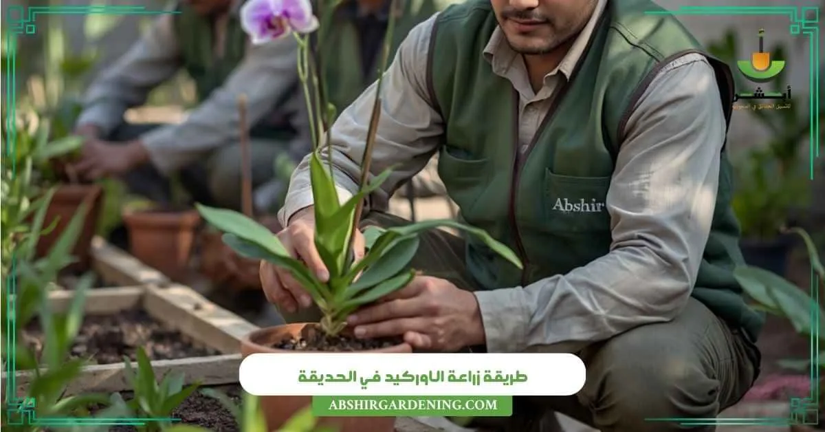 طريقة زراعة الاوركيد في الحديقة - أبشر لتنسيق الحدائق طريقة زراعة الاوركيد في الحديقة