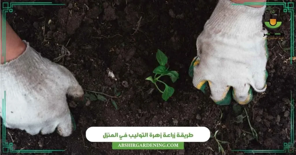 طريقة زراعة زهرة التوليب في المنزل
