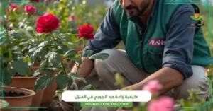 كيفية زراعة ورد الجوري في المنزل