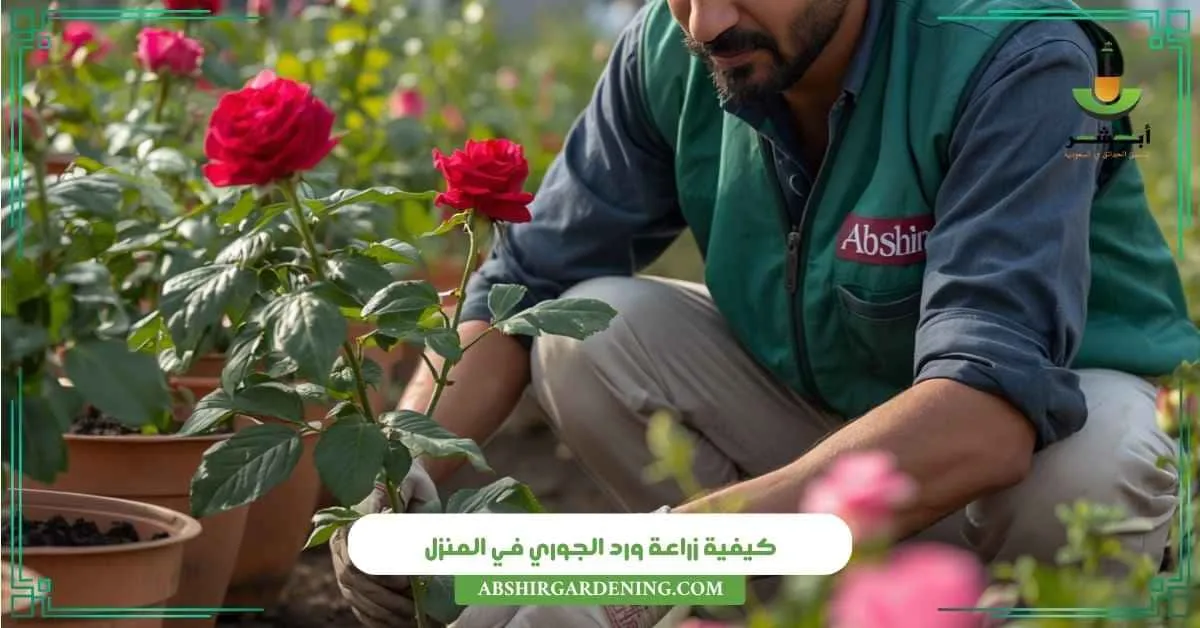 كيفية زراعة ورد الجوري في المنزل